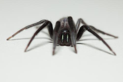 Segestria florentina
